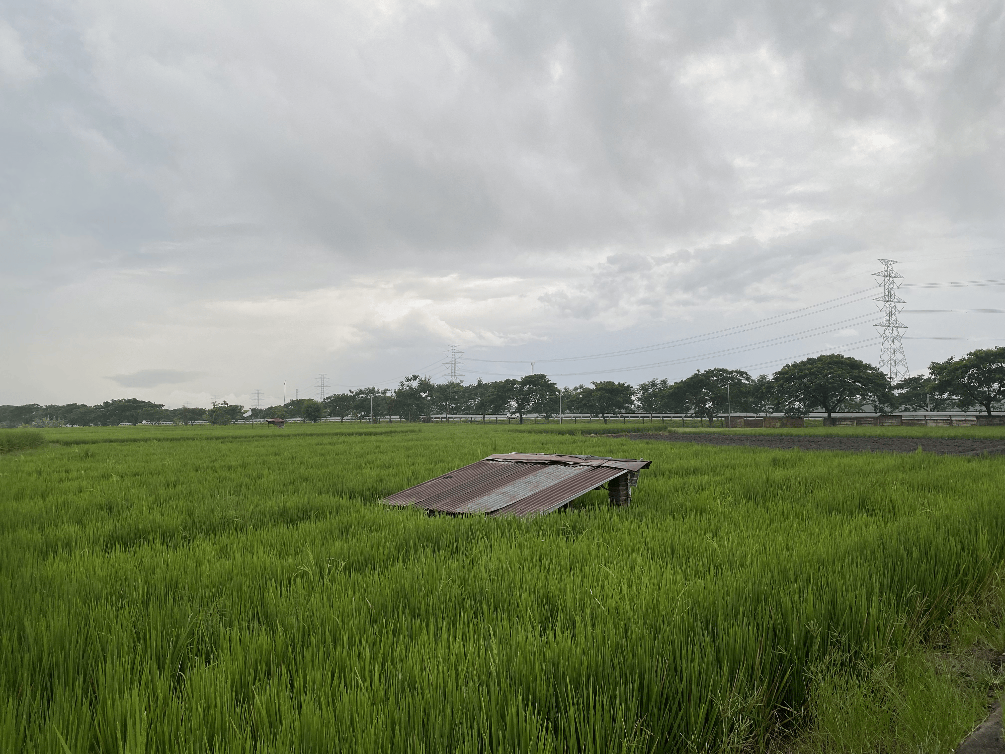 Sawah Desa Bandungan